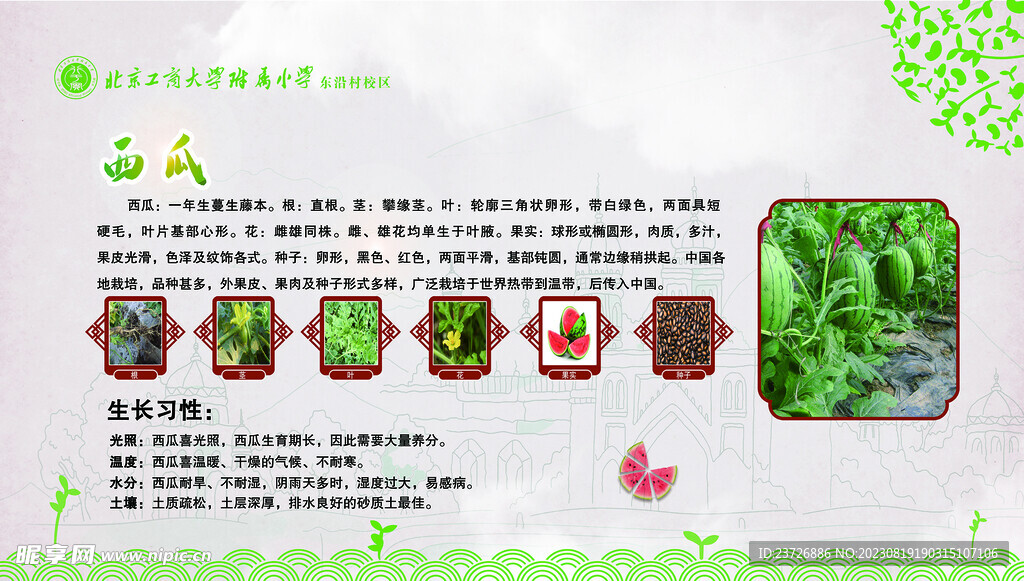 西瓜
