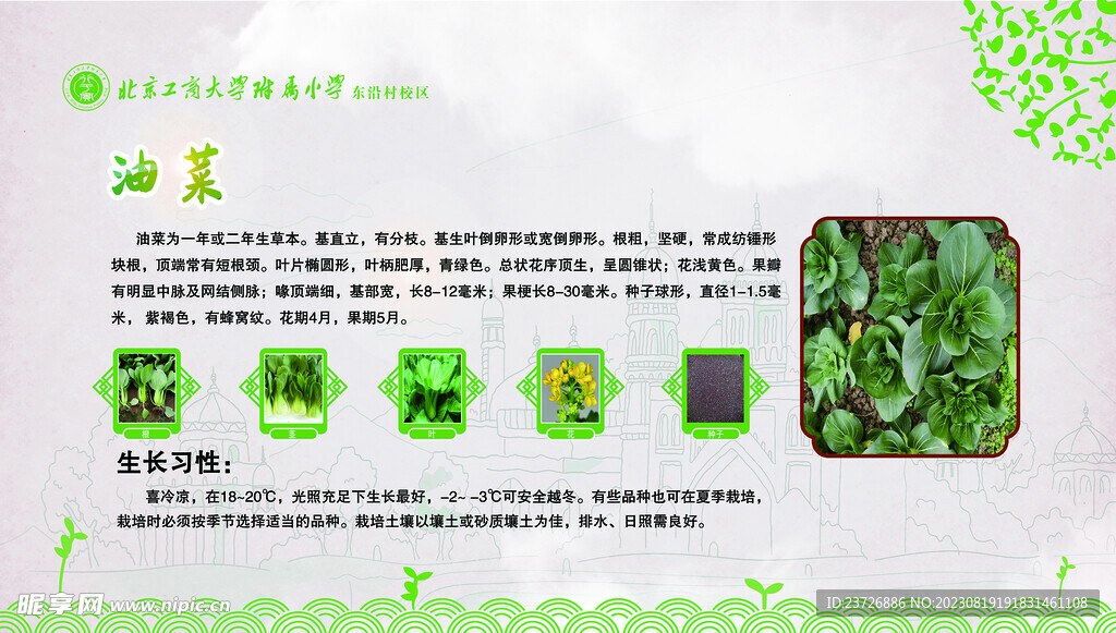 油菜