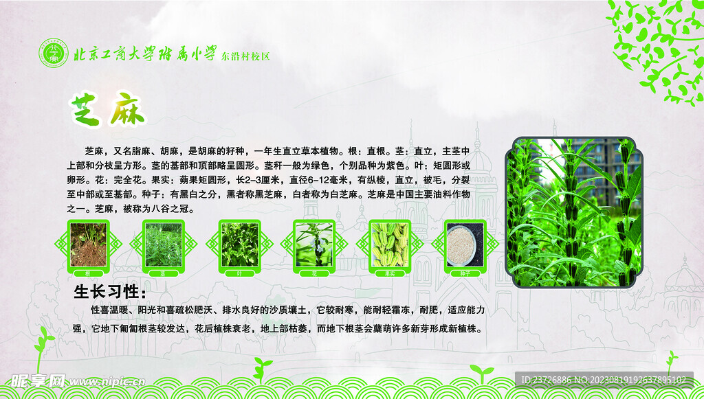 芝麻