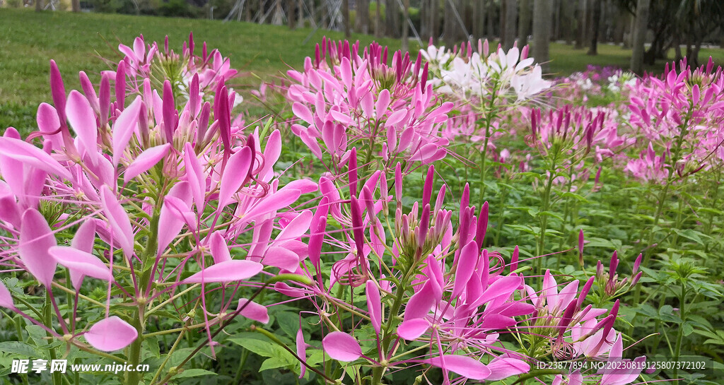 醉蝶花