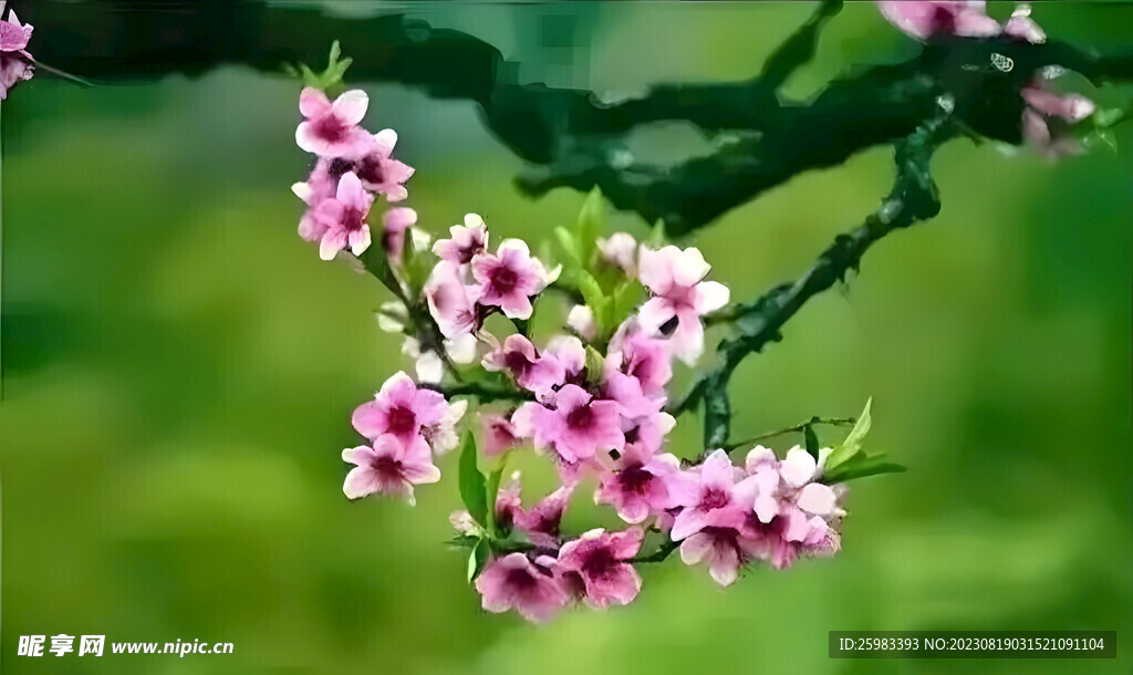 野花