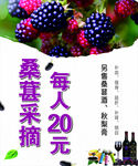 桑葚海报