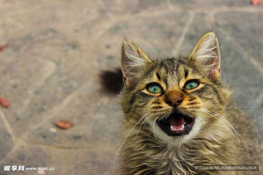 猫  