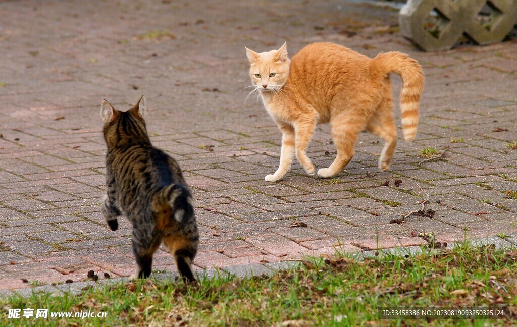 猫