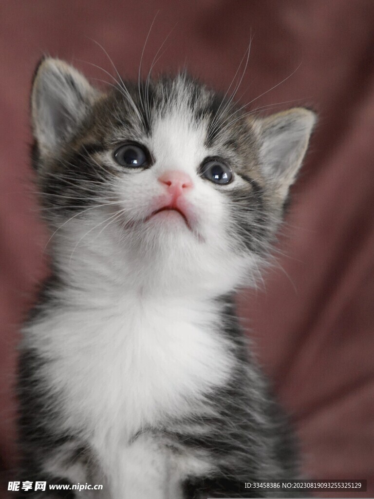 猫  