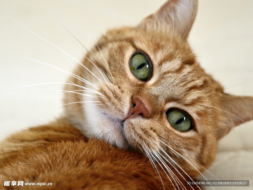 猫