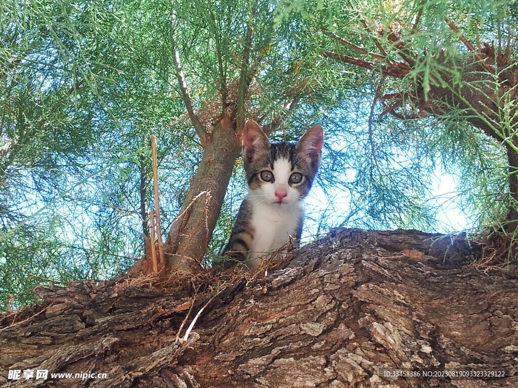 猫