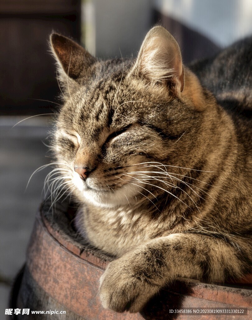 猫