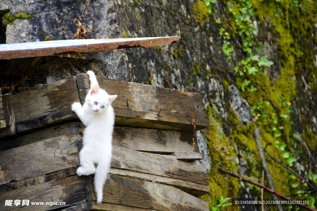 猫