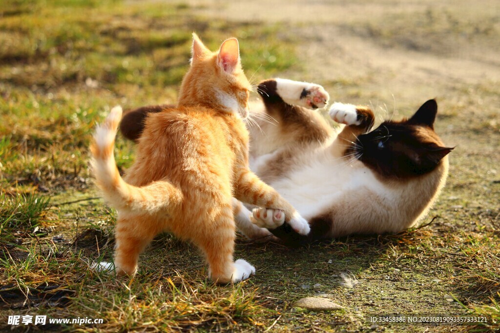 猫