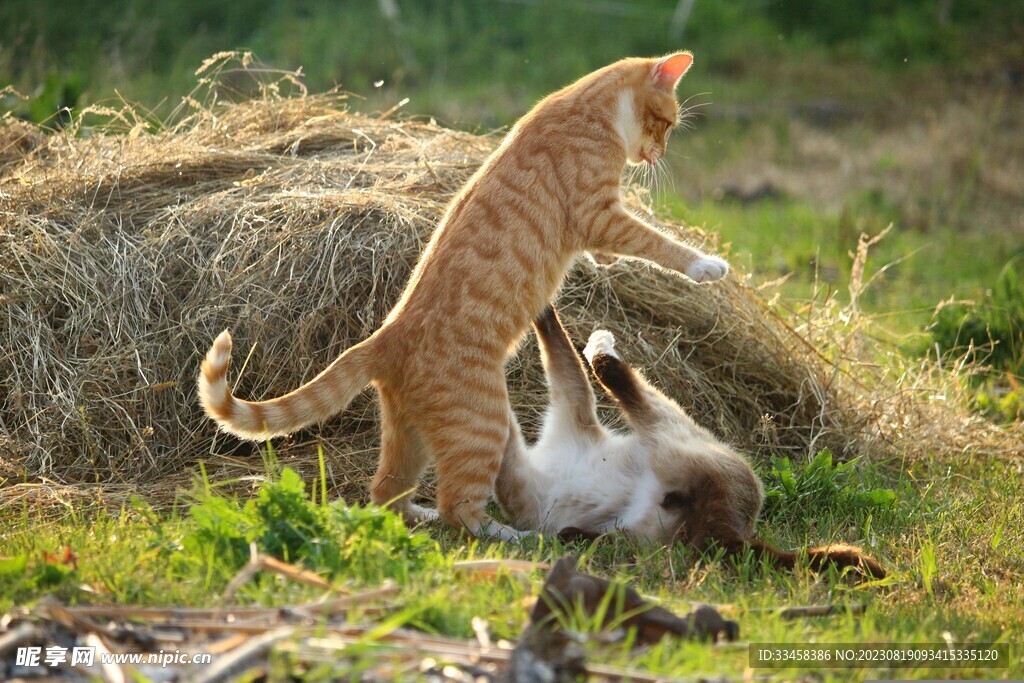 猫