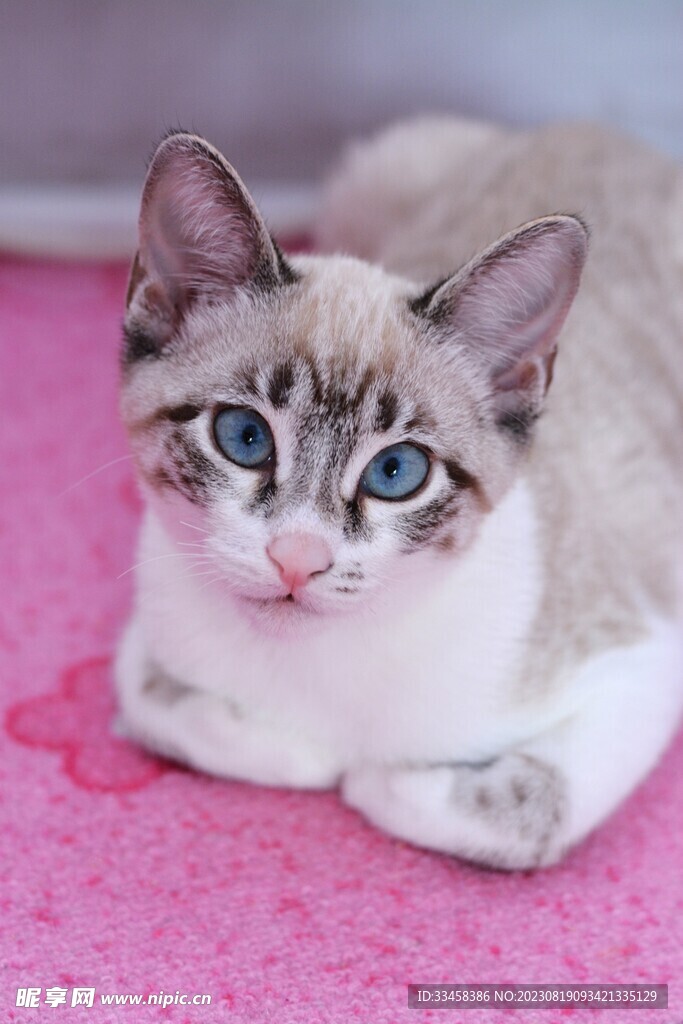 猫