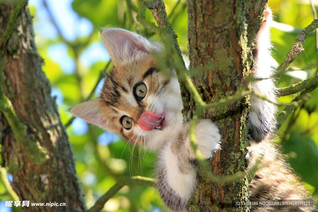 猫