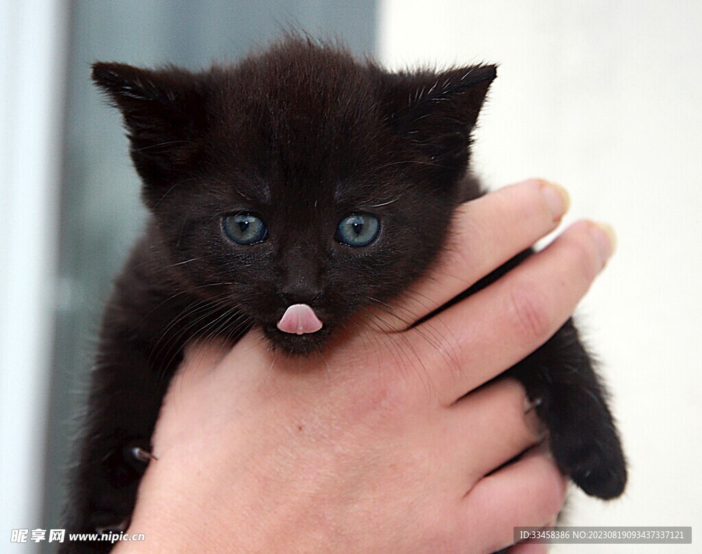 猫