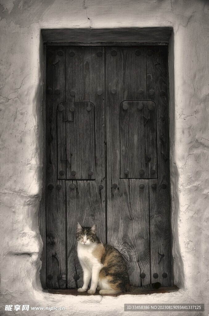 猫