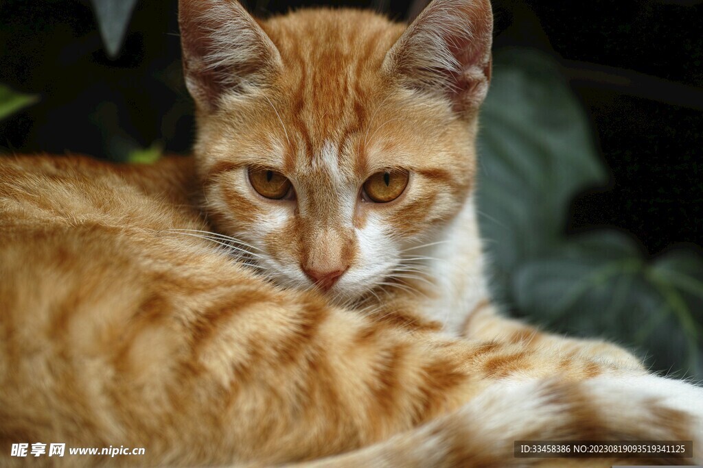 猫