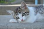 猫