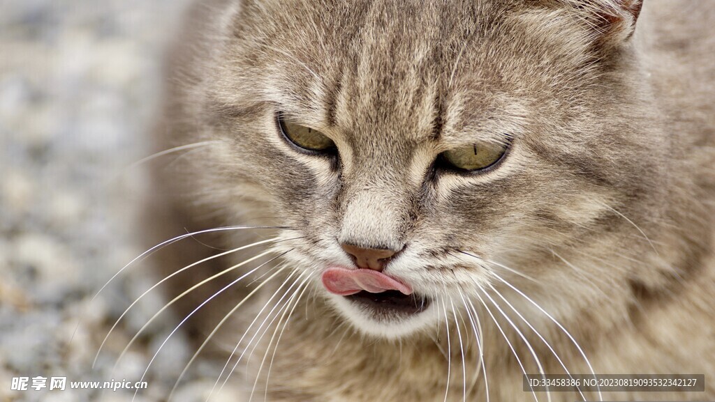 猫