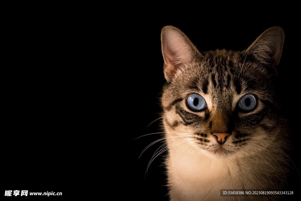 猫