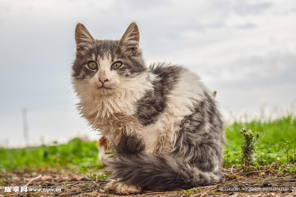 猫