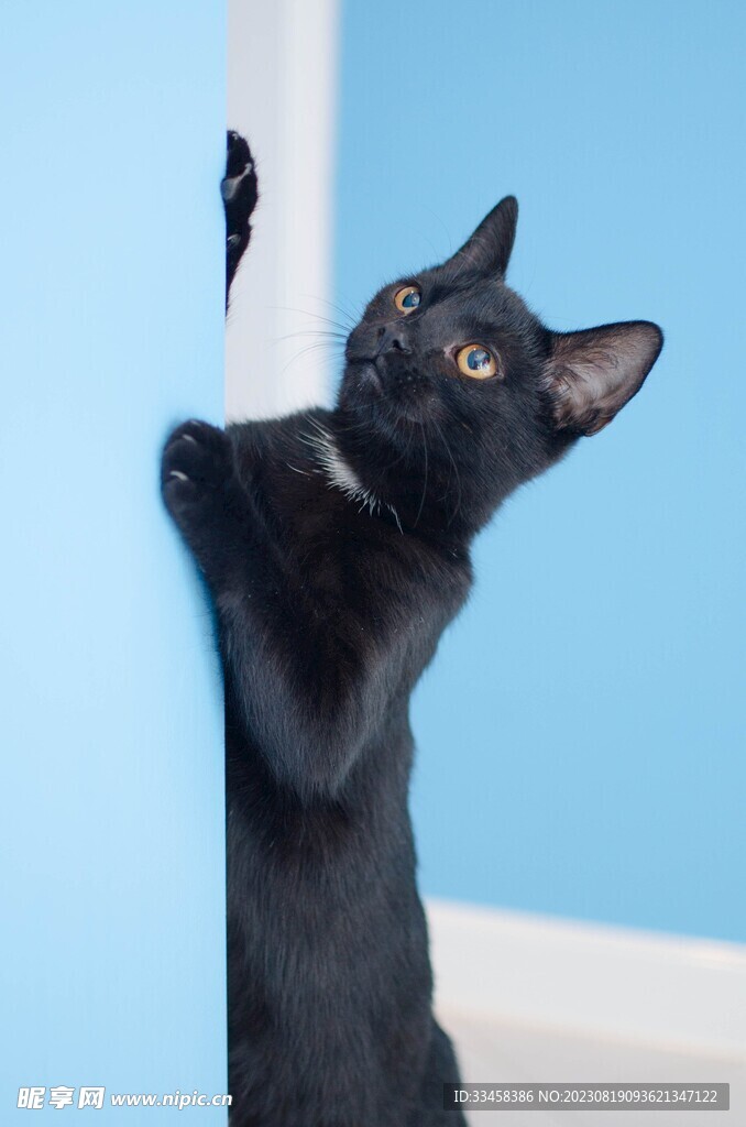 猫