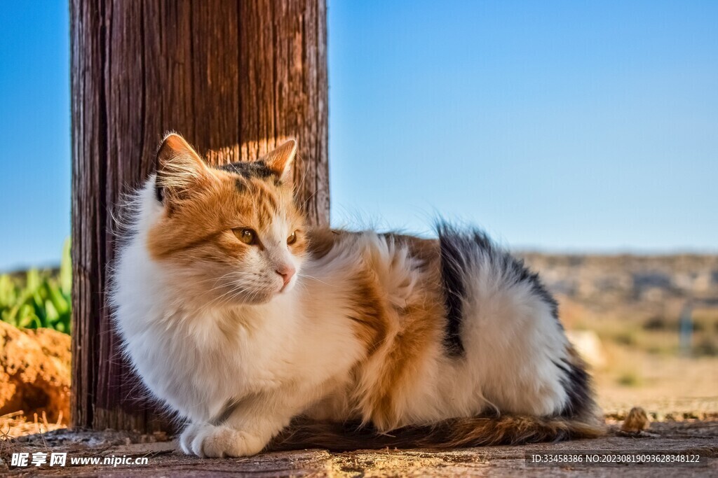 猫