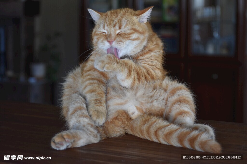 猫