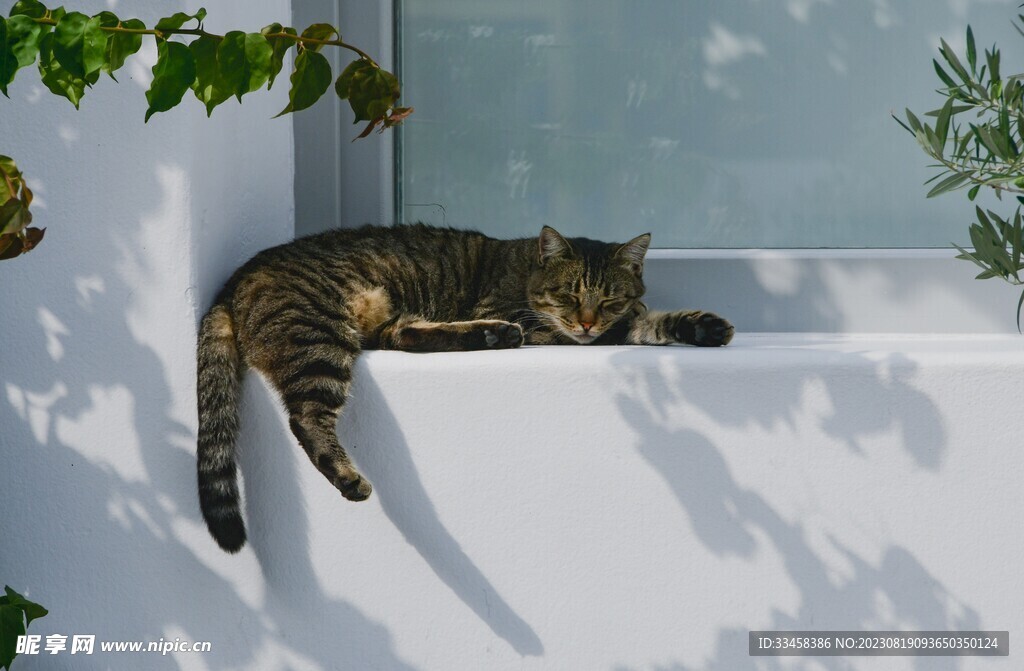 猫