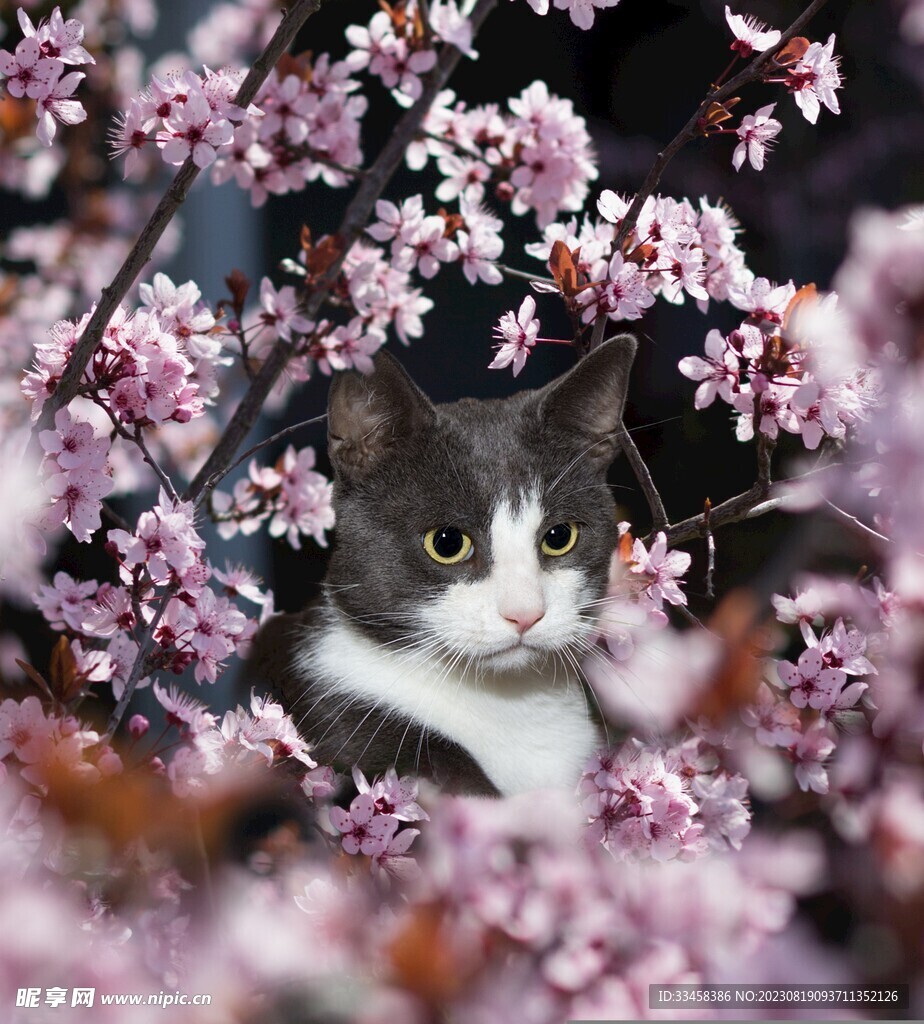 猫