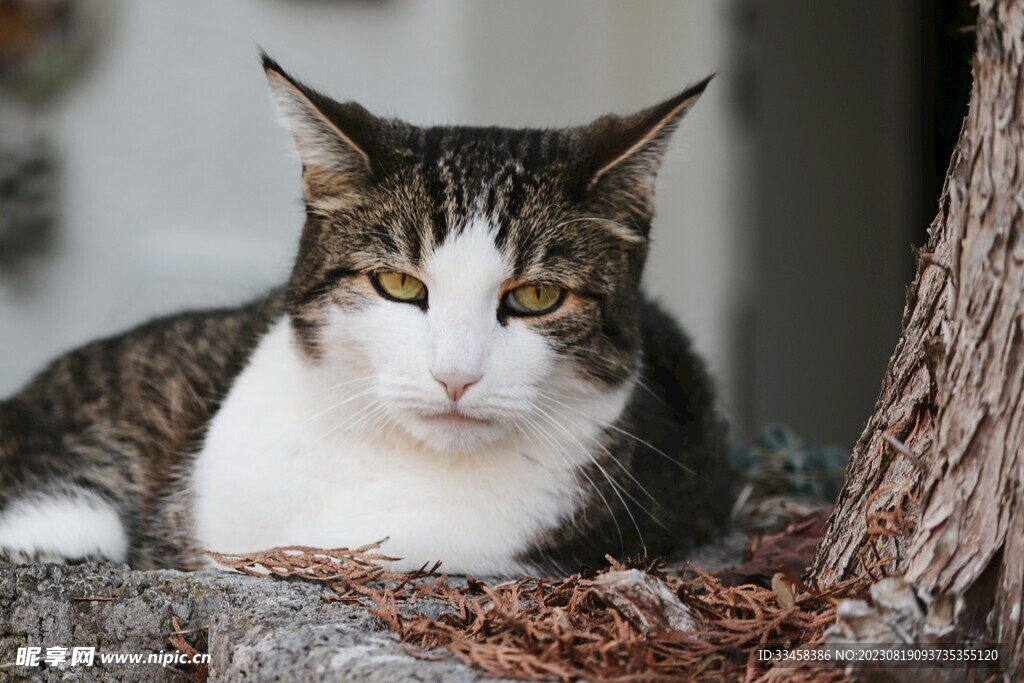 猫