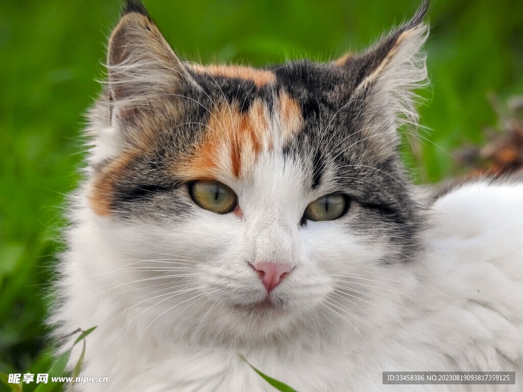 猫