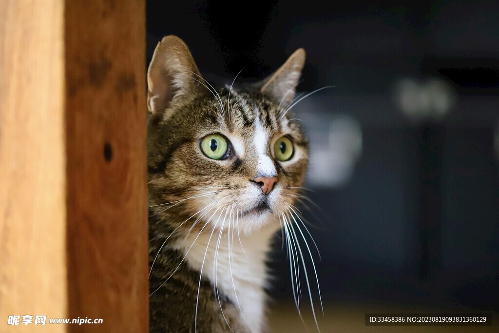 猫