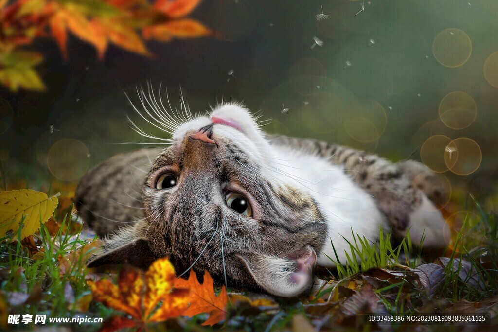 猫
