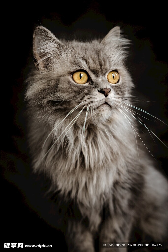猫