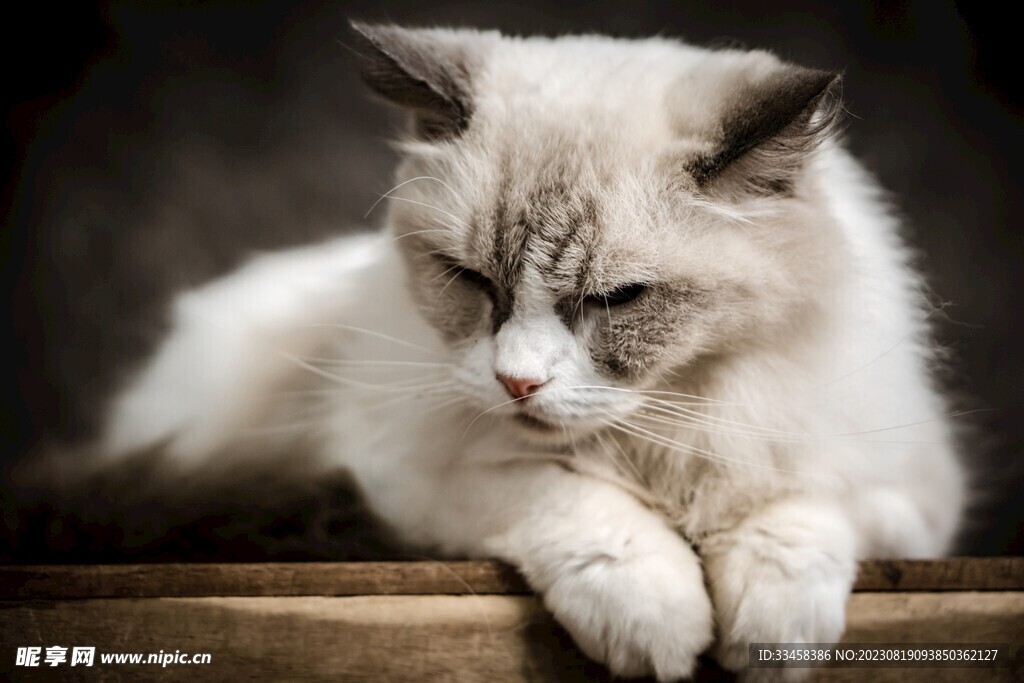 猫