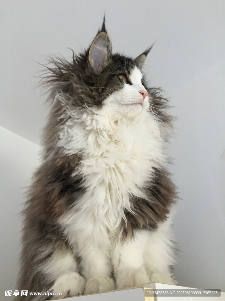 猫