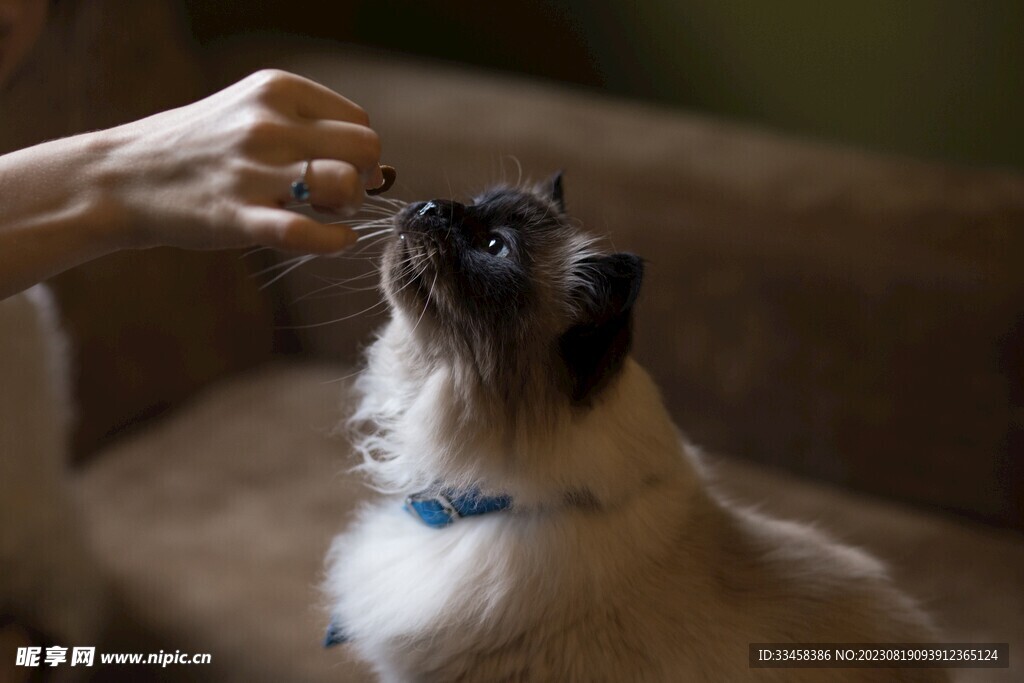 猫