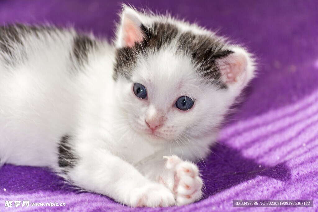 猫