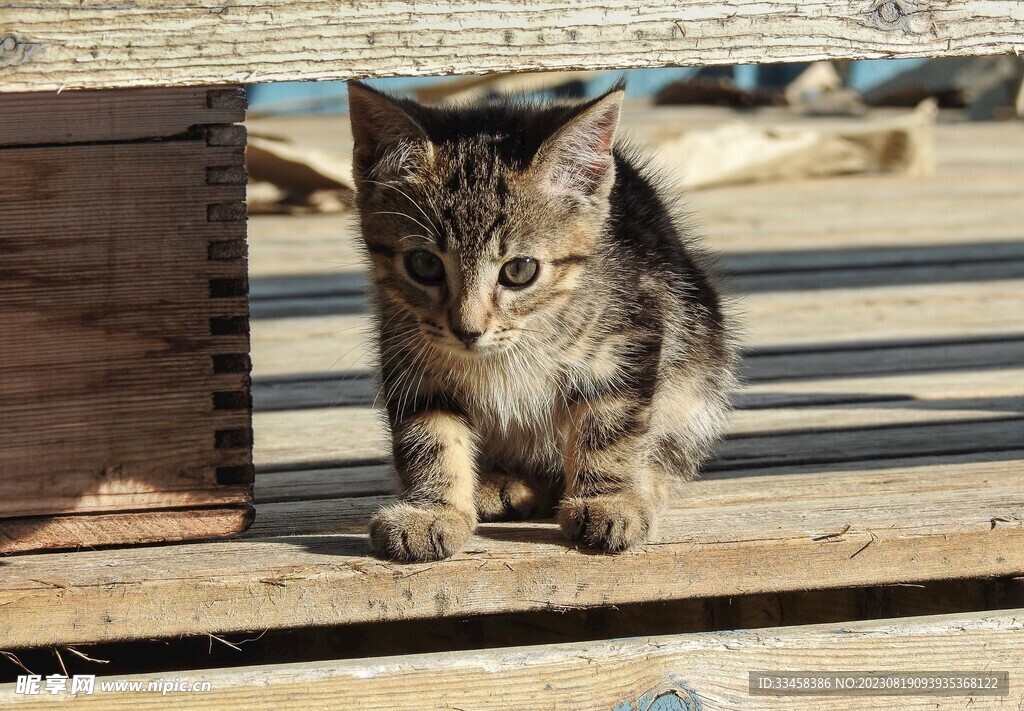 猫