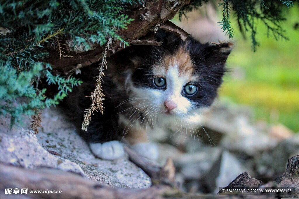 猫