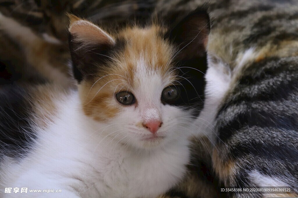 猫
