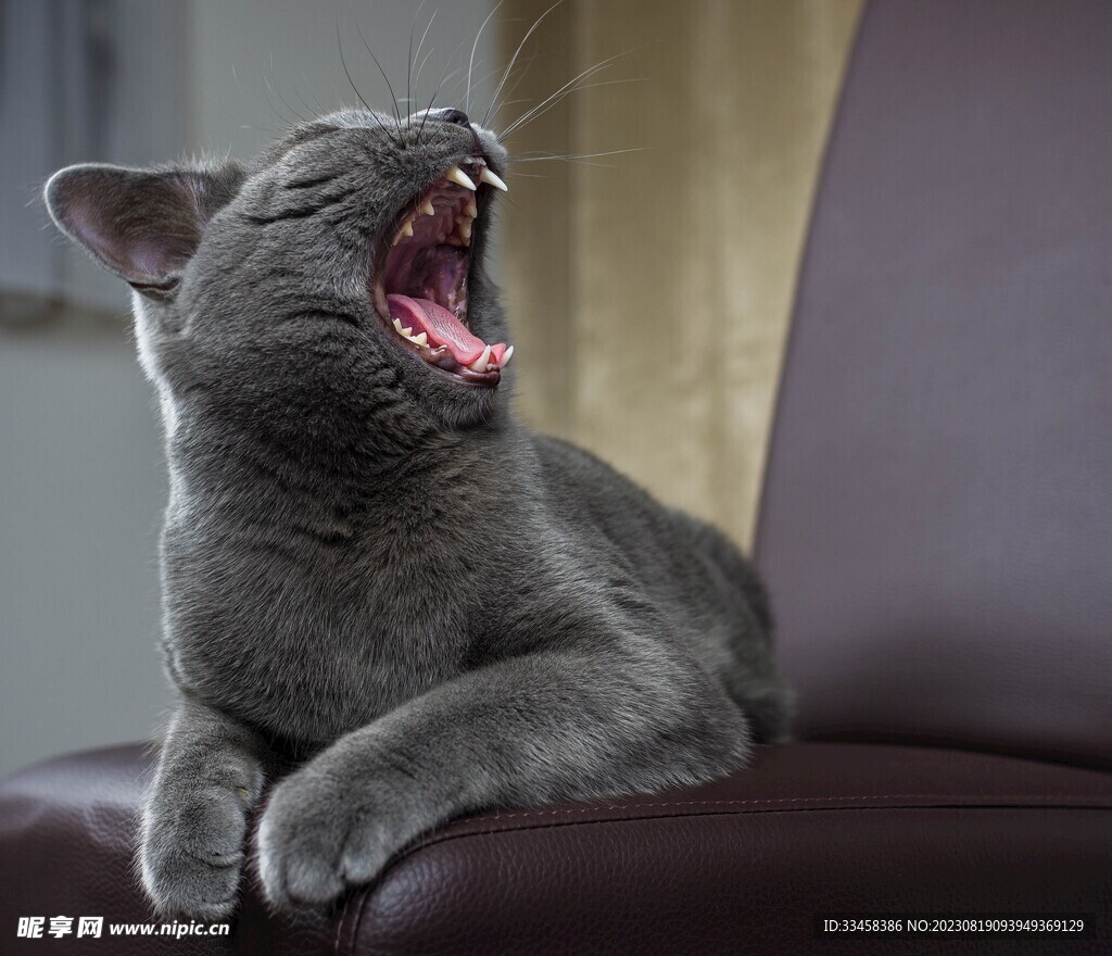 猫
