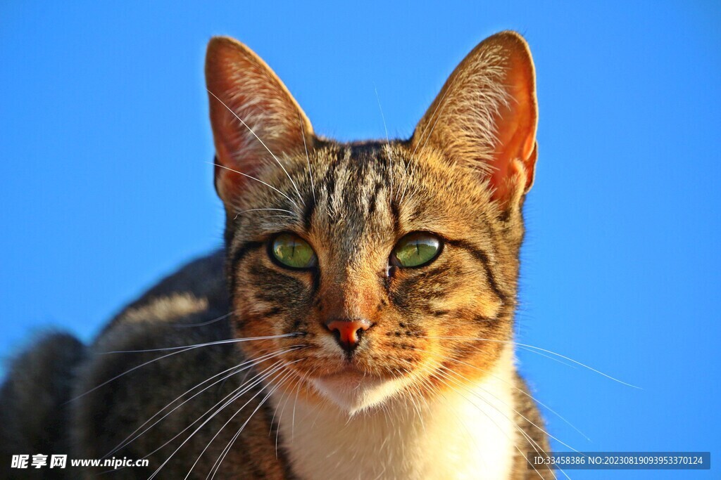 猫