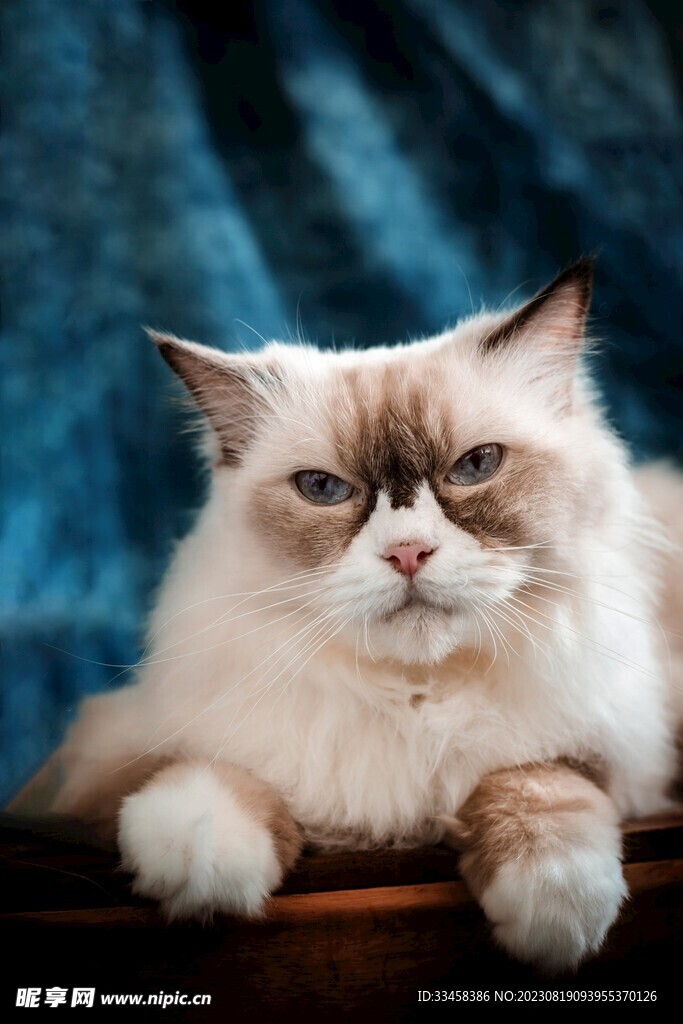 猫