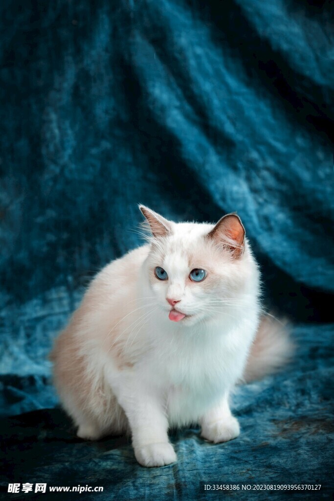 猫