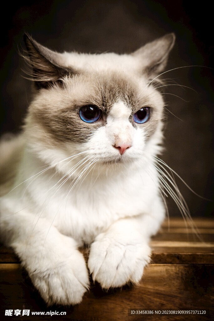 猫
