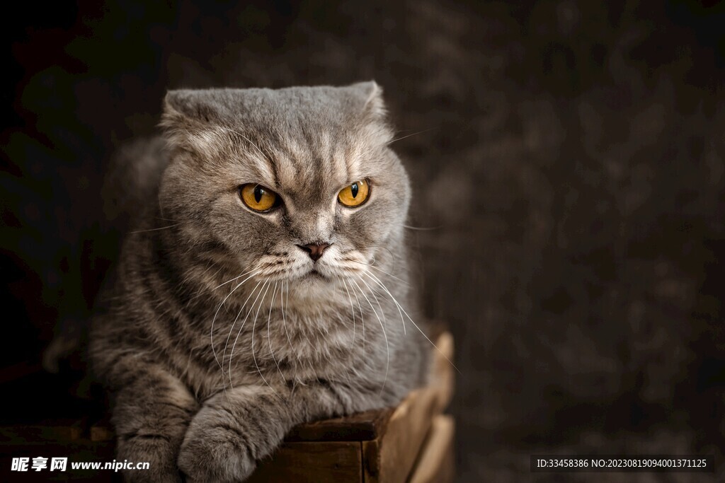 猫