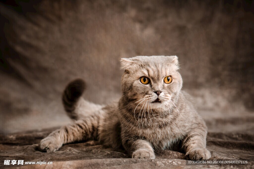 猫