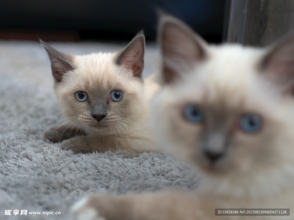 猫