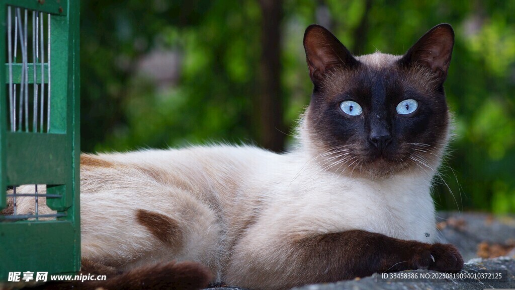 猫